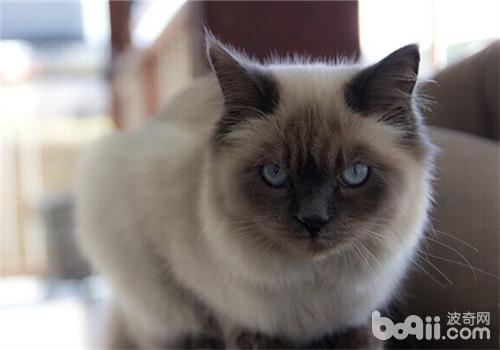 平时给猫咪修剪尾巴需要注意哪些事项？